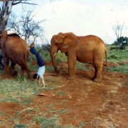 1980 Kenya Tsavo Elephants